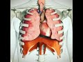 Lungs Heart And Diaphragm Function Facts Viral Health Shortsvideo Function Lungs Heart Human
