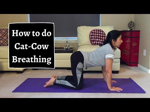 cat stretch
