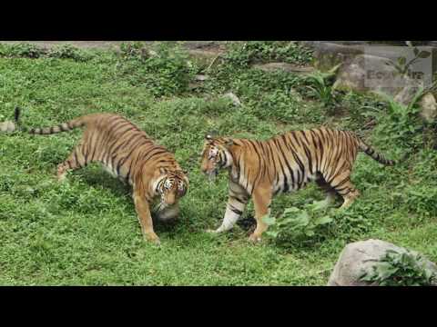ekor harimau sejati mp3 free download ekor harimau sejati mp3 free download