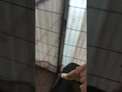 Shemsa with baby puppies!!!