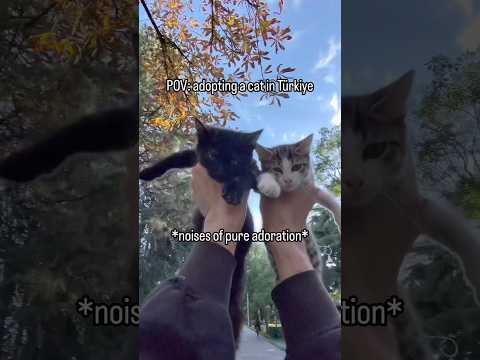 POV: how to adopt a cat in Istanbul (visual guide) 🤗