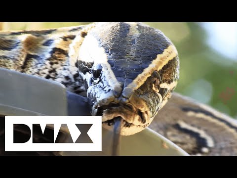 Killer Hybrid Snakes Could Wreak Havoc In Florida | Man-Eating Super Snakes