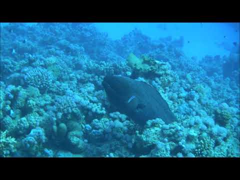 2017-11-22, Egypt, Safaga, ScubaDiving, murray mouth cleaning