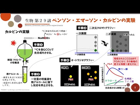 メルビン・カルビンについて詳しく解説