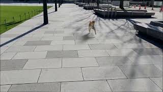 【Blender】散歩するCG犬