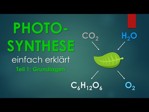 1. Grundlagen | PHOTOSYNTHESE einfach erklärt