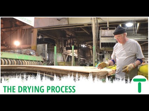 Hardwood Plywood Series - The Drying Process