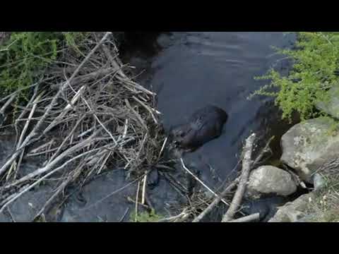 K.4 Lesson 5 Beaver Video