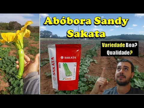 , title : 'Abóbora Sandy (Sakata). Resultados, qualidade, padrão. Experiência de cultivo.'