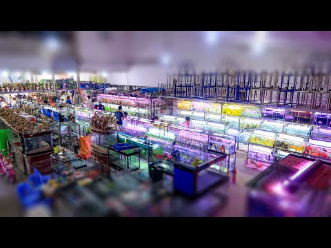 Tiệm cá cảnh có diện tích KHỦNG nhất Sài Gòn