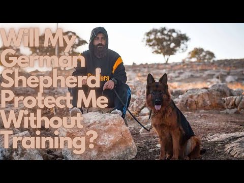 Part of a video titled Will My German Shepherd Protect Me Without Training? - YouTube