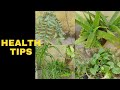 Health Tips Baba Health Care Gardening Health Benefits Health Solutions HealthTips