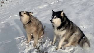 HOWL FOR YOUR HOLIDAYS | HAPPY SNOW DOGS IN THEIR ELEMENT