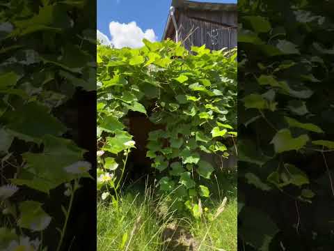 Купить дачу, с/т Водопад (Смолевичский р-н, Минская область)
