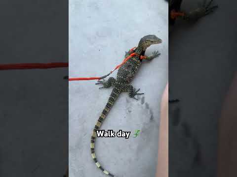 #asianwatermonitor #reptiles #beardeddragon #dinosaurs #lizard #gucci #reptile #dragon #prey #gecko