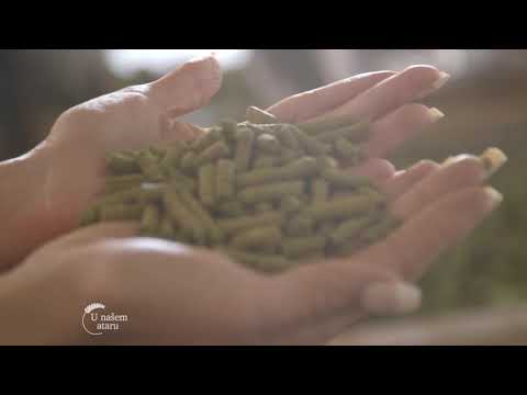 Proizvodnja hmelja u Backom Petrovcu - U nasem ataru 811