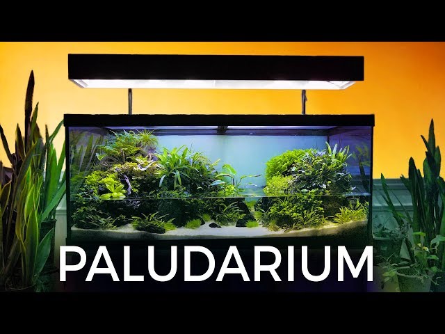 Video Pronunciation of paludarium in English