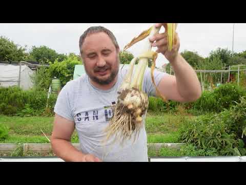 Main garlic harvest for 2023