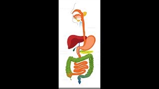 De orgaanstelsels, hun organen en functies.