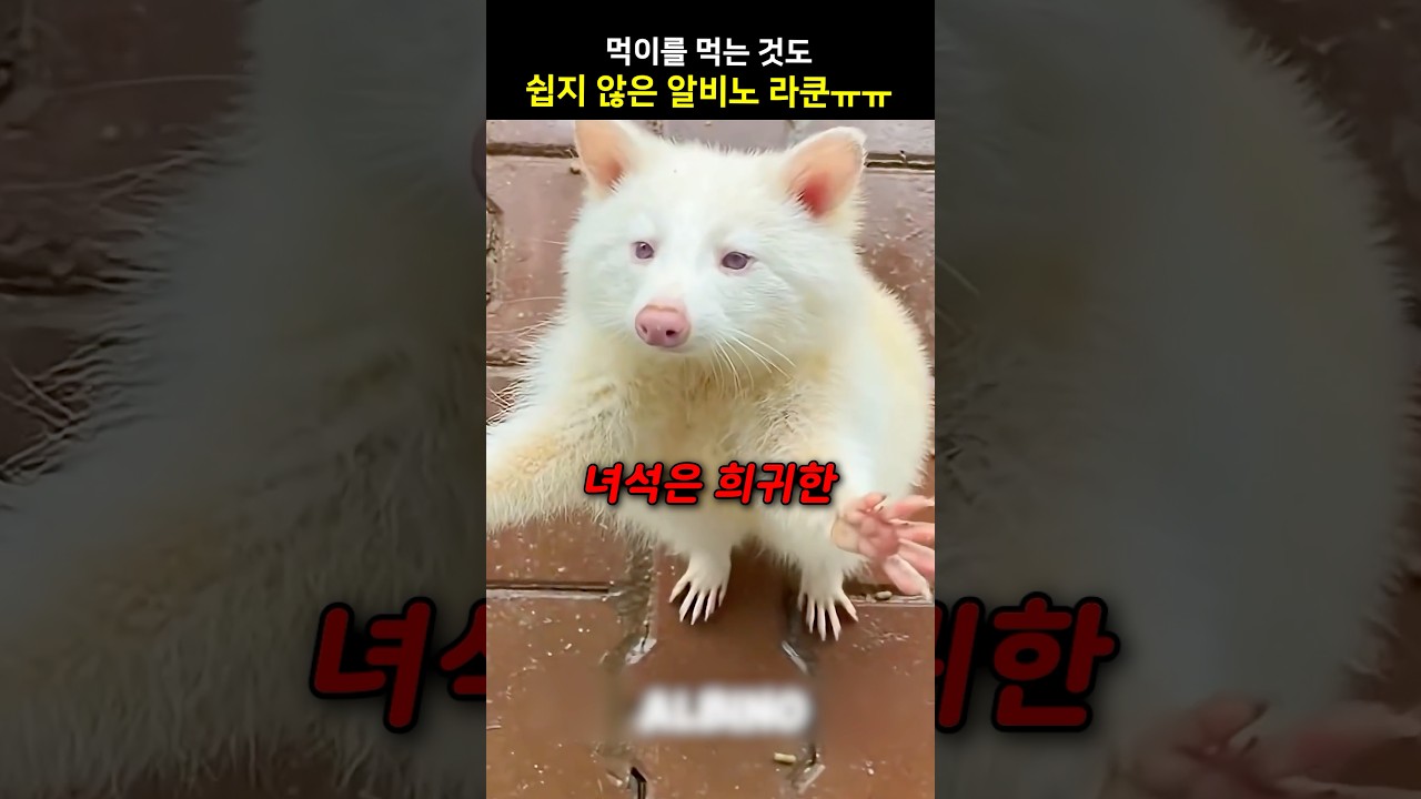 먹이를 먹는 것도 쉽지 않은 알비노 라쿤ㅠㅠ