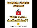 Natural Pigeon Feeding Which Seeds Are Healthiest  Complete Guide for Breeders & Racers