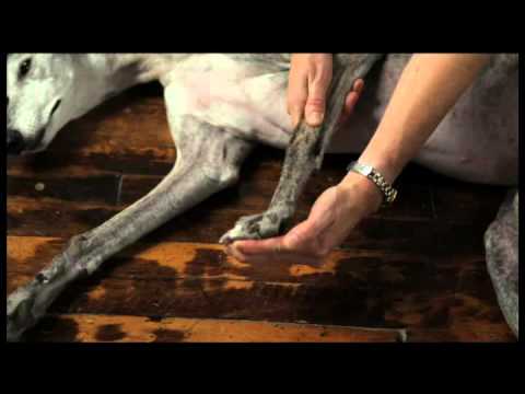 Video 7 Dog Physical Therapy Carpal Flexion and Extention