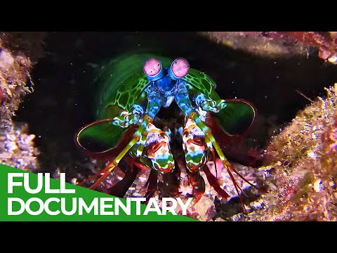 World of the Wild | Episode 3: The Great Barrier Reef | Free Documentary Nature