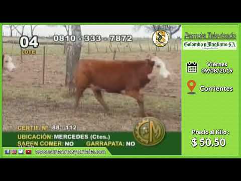 09-08-19 - Venta de Gordo - Remate Televisado de Colombo y Magliano S.A. - Corrientes