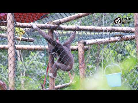 Lar Gibbons Sing Duets in the Forest!