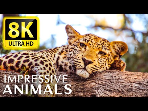 IMPRESSIVE ANIMALS 8K ULTRA HD  - The best animals for relaxing and soothing music
