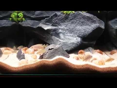 Neolamprologus similis