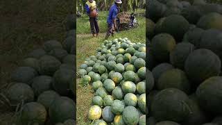 Download lagu duo semangka mp3 Download lagu duo semangka mp3