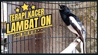 Download lagu Suara Burung Kacer Bikin Lawan Emosi Gacor, Pancingan Kacer Agar Cepat Emosi Gacor mp3