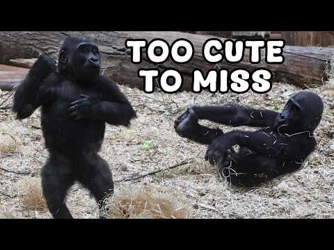 Baby Gorillas Discover the Joy of Play - it’s impossible not to smile.