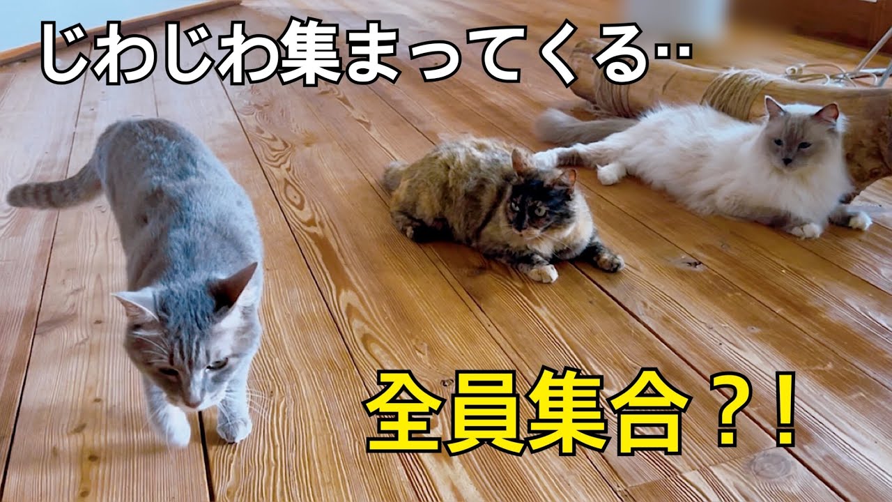 【奇跡】猫たちが全員同じ場所に集まった日がこちらです