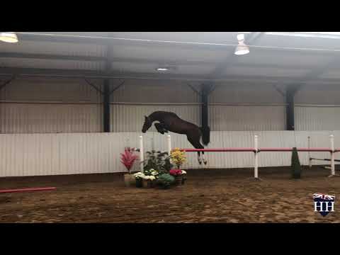 Holstein Licensed Stallion - Clarcon (Casall) x Cancara x Contender