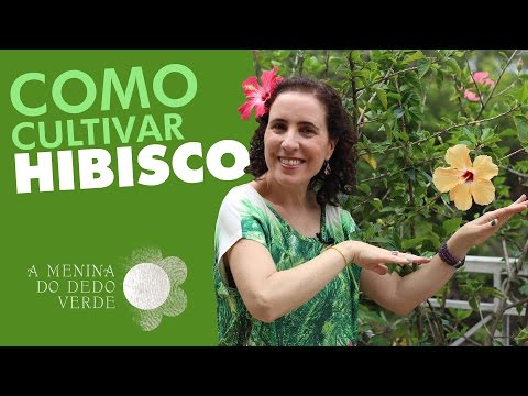 , title : 'Nô Figueiredo Ensina Como Cultivar Hibisco'
