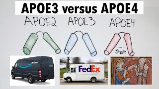 APOE4 | APOE4 versus APOE3