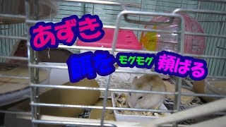 あずき(3F)餌をモグモグするジャンガリアンハムスター