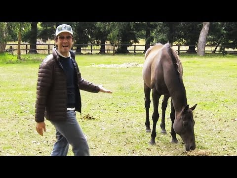 Sie sehen sich nach drei Jahren wieder - Die Reaktion des Pferdes bringt uns zum Nachdenken!