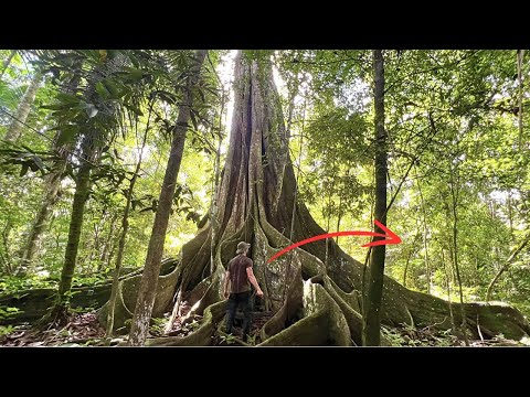 Vacation in the JUNGLE - 3 Days in the AMAZON (Peru) - Episode 1
