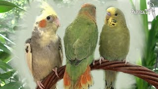 Три самых дешевых попугая - часть 1