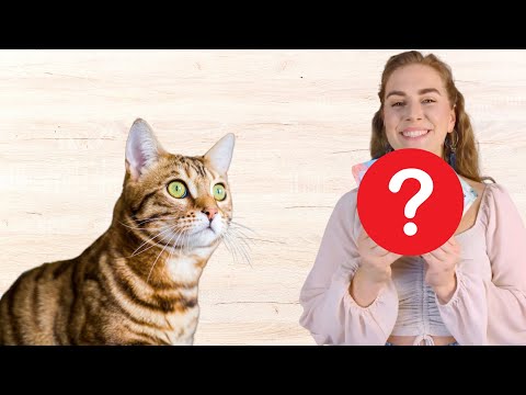 Dieses Bio Katzenfutter füttere ich meinen Katzen mit gutem Gewissen!