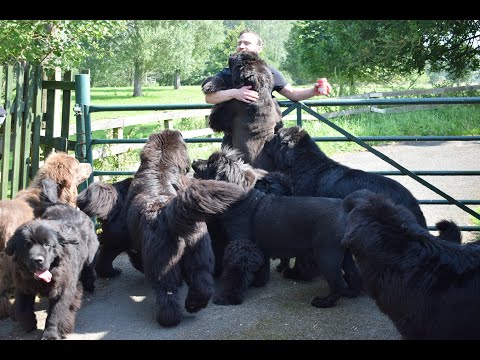 LIFE WITH 8 NEWFOUNDLAND DOGS // Daily walk & swim with our pack of Newfs //