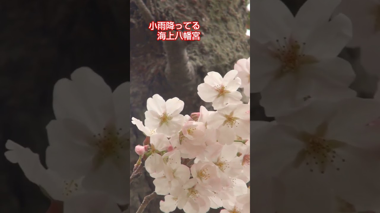 銚子　海上八幡宮の桜