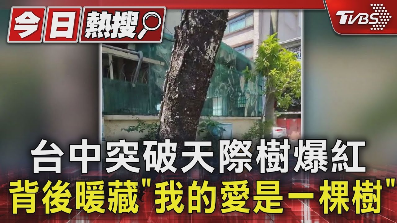 台中突破天際樹爆紅　背後暖藏「我的愛是一棵樹」