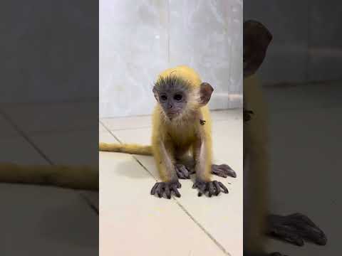 A little baby monkey beauty