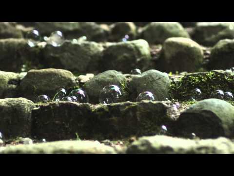 drewnofromlas - rulewna [debiutalbum drewnofromlas - (tu wpisz tytuł)]