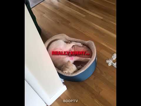 Dogs Playing HIDE AND SEEK 😂🐶 #shorts #dog