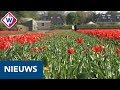 Dit is waarom die prachtige tulpenvelden helemaal kaal worden gemaakt - OMROEP WEST
